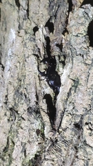 Dorcus hopei hopei