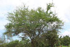 Vachellia schaffneri