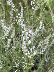 Astragalus melilotoides