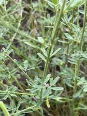 Astragalus melilotoides