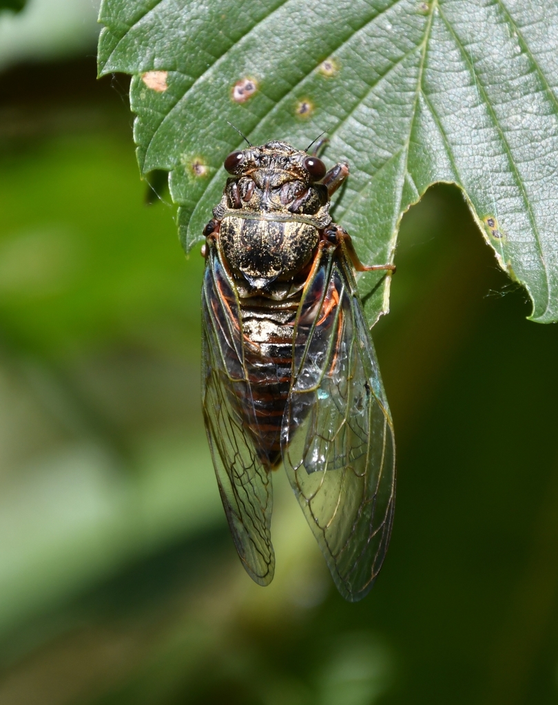 Tibicina haematodes