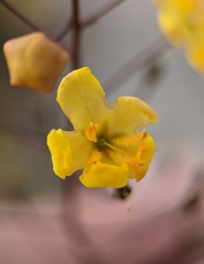 Verbascum pyroliforme dudleyanum