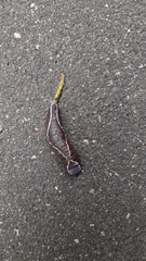Cerura