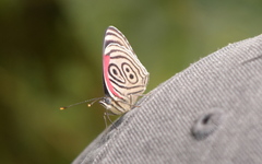 Diaethria clymena