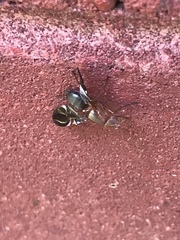 Delphinia picta