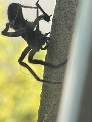 Segestria florentina