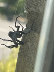 Segestria florentina