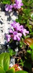 Thymus glabricaulis