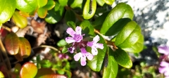 Thymus glabricaulis