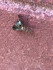 Delphinia picta