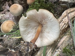 Gymnopus aquosus