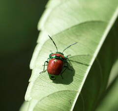 Chrysocoris eques