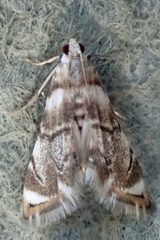 Eoparargyractis plevie