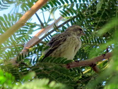 Crithagra atrogularis deserti