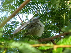 Crithagra atrogularis deserti