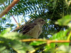 Crithagra atrogularis deserti