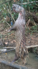 Hystrix crassispinis