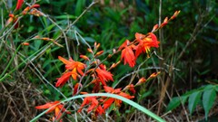 Crocosmia aurea