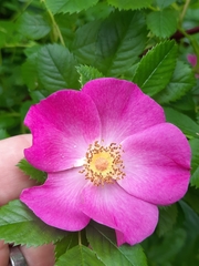 Rosa virginiana