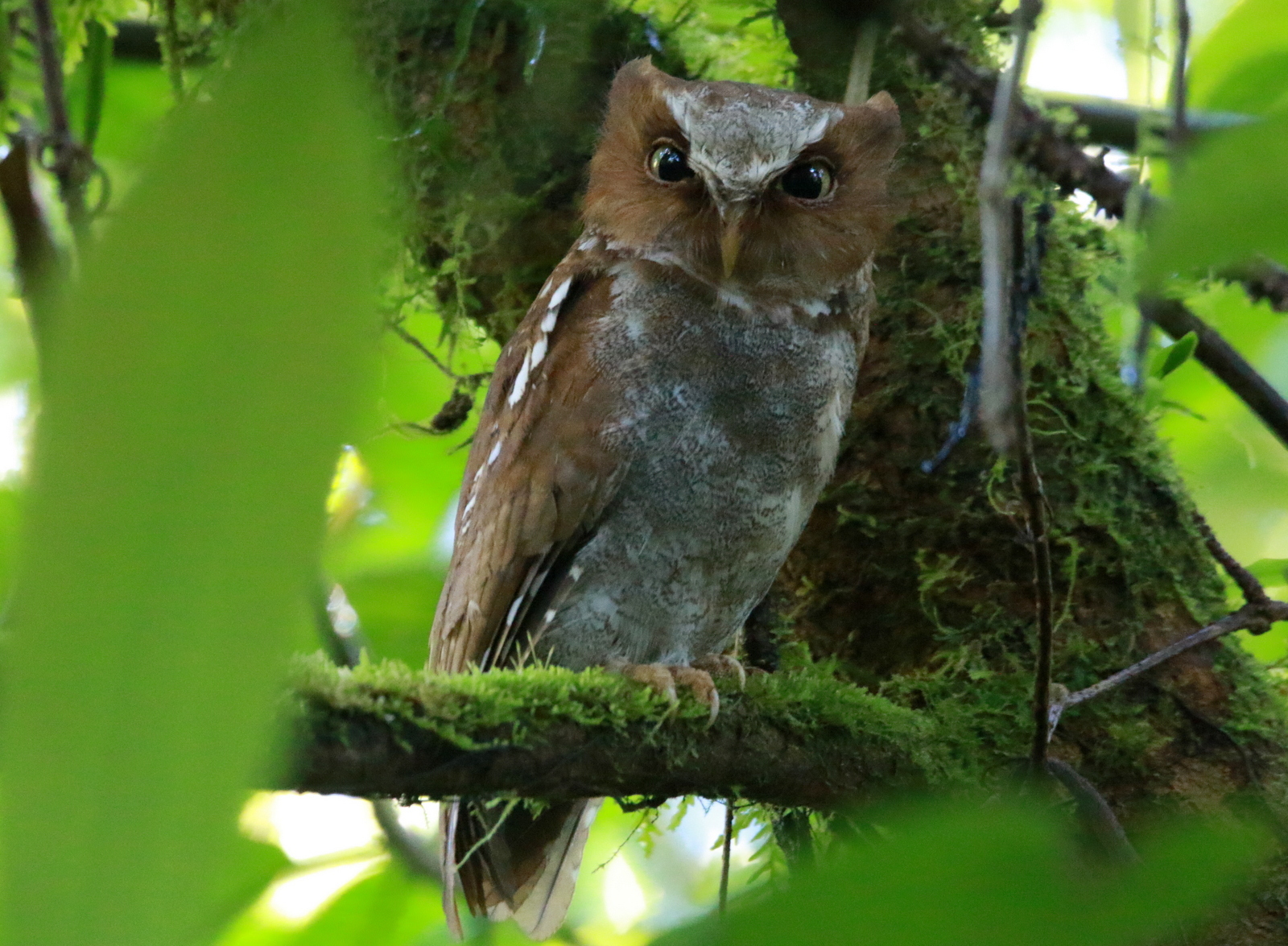 Flores Scops Owl illustration