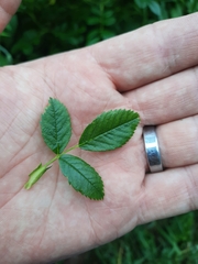 Rosa virginiana