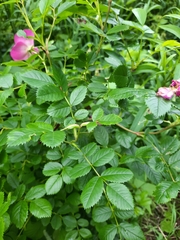 Rosa virginiana
