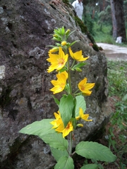 Lysimachia punctata