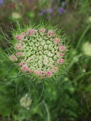 Daucus carota