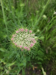 Daucus carota