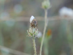 Odontotarsus