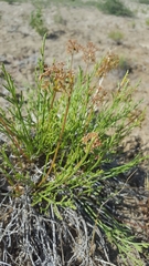 Lomatium nuttallii