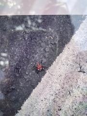 Lycorma