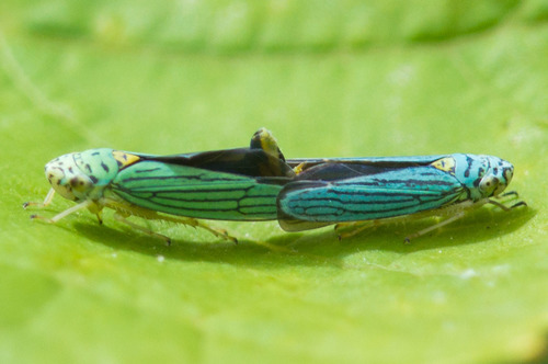 Blue-green Sharpshooter