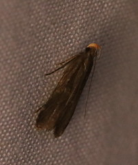 Dichomeris juncidella