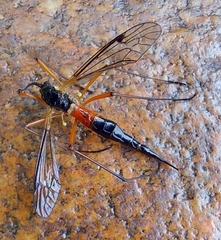 Tanyptera