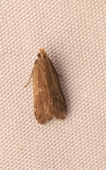 Dichomeris juncidella