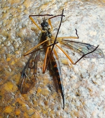 Tanyptera
