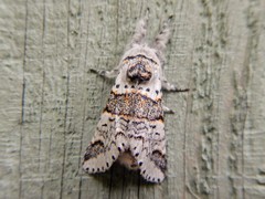 Furcula occidentalis