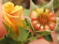 Malvastrum aurantiacum