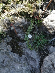 Epilobium brunnescens
