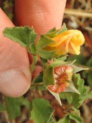 Malvastrum aurantiacum