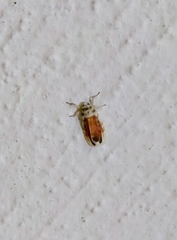 Nephelomilta chalcedona