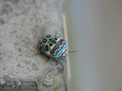 Sphaerocoris annulus