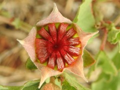 Malvastrum aurantiacum