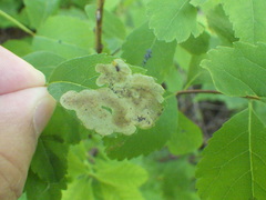 Agromyza valdorensis