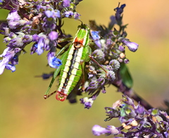 Poecilimon macedonicus