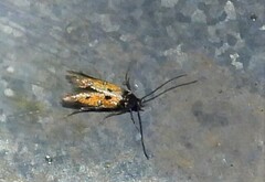 Chrysoclista linneella