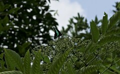 Graphium sarpedon luctatius