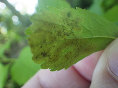 Agromyza valdorensis