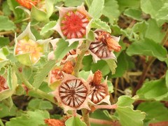 Malvastrum aurantiacum